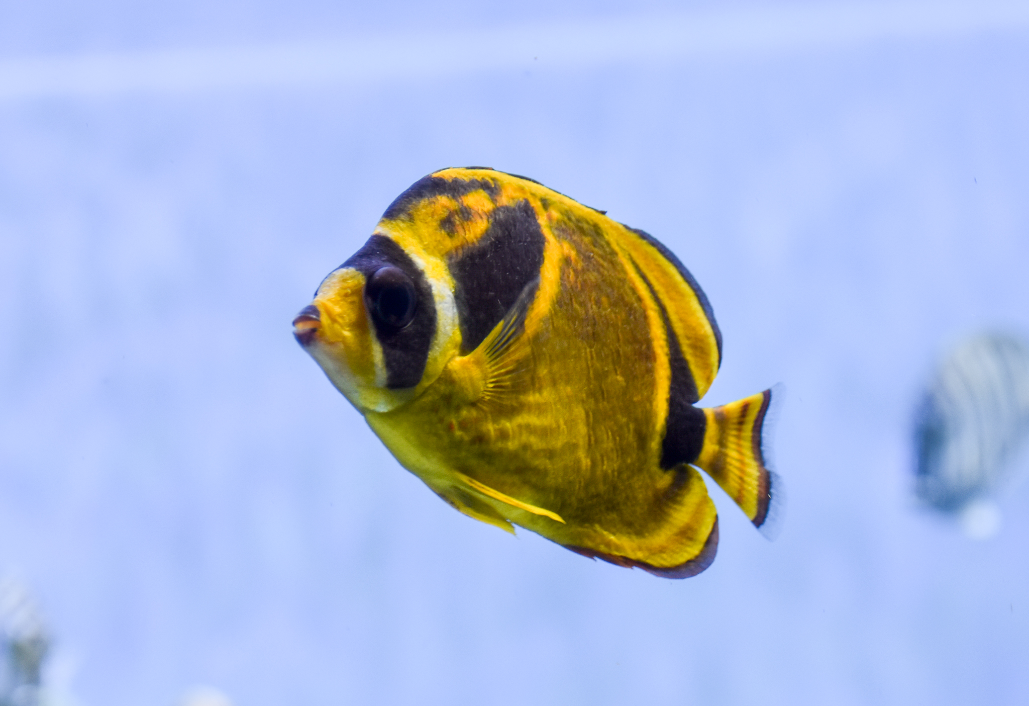 Raccoon Butterflyfish