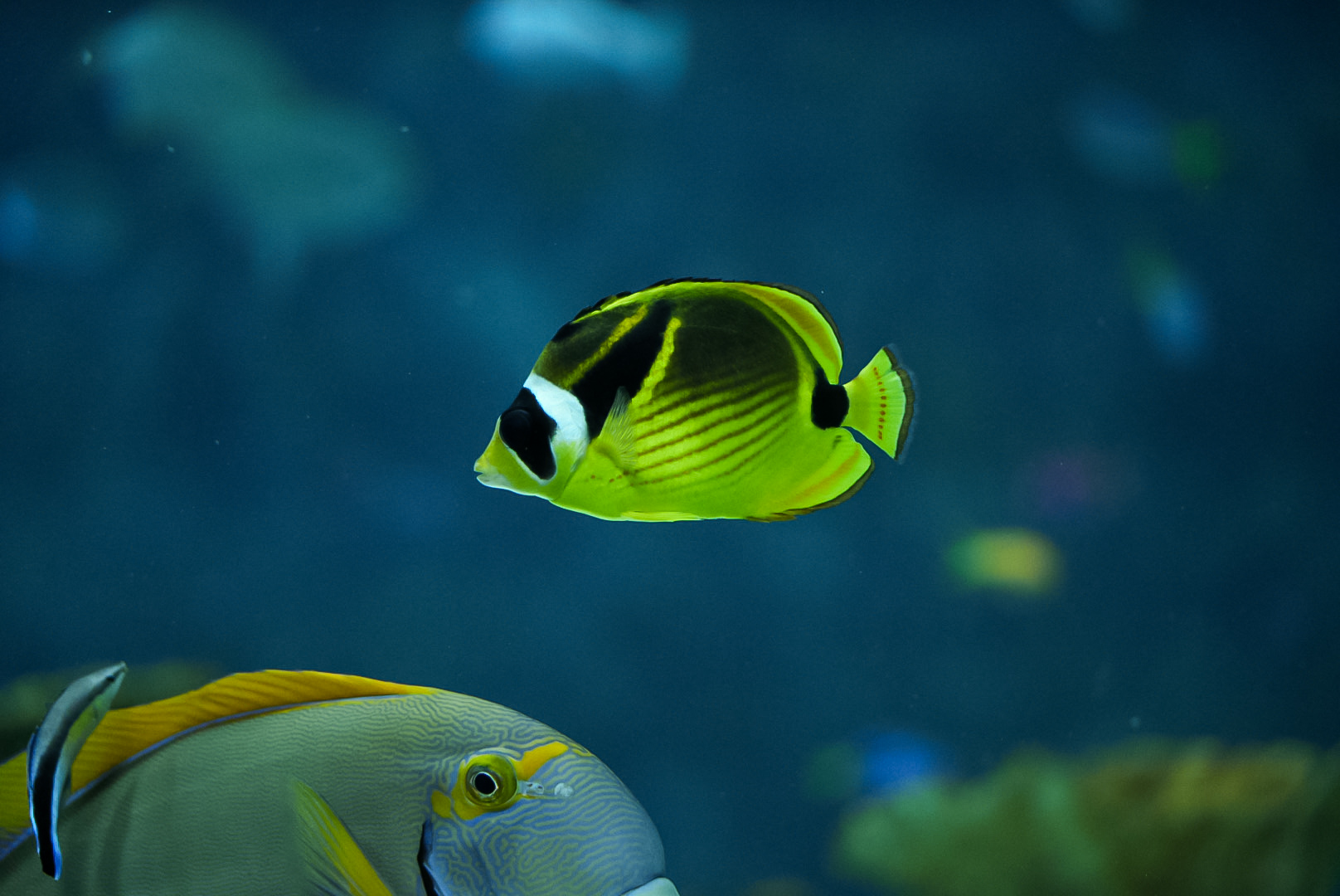 Raccoon Butterflyfish