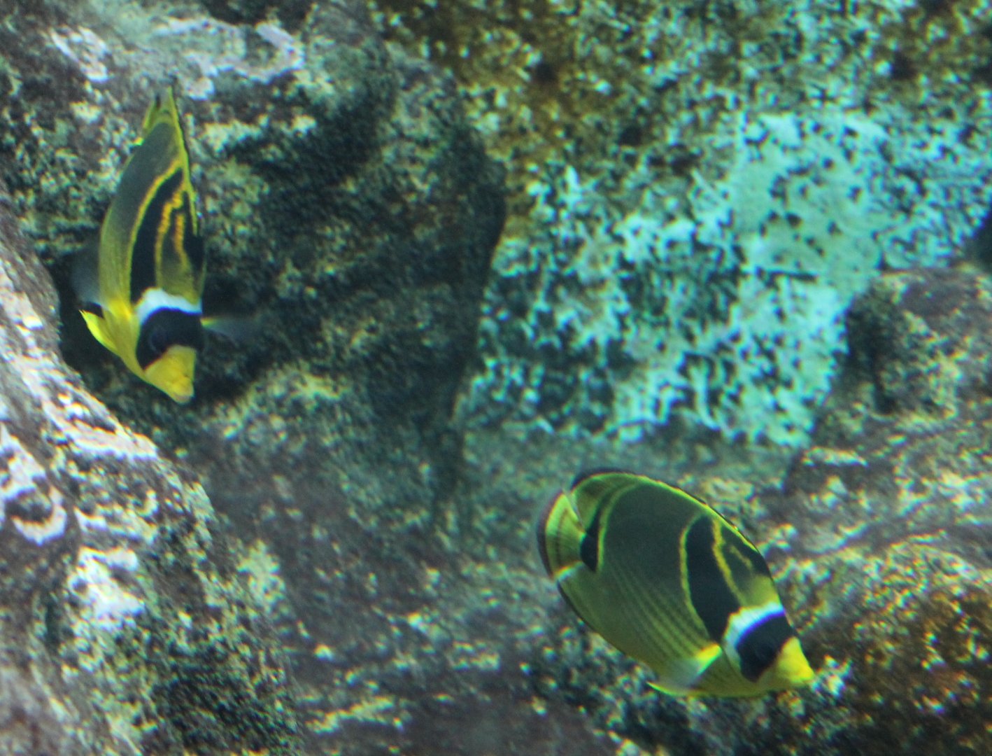 Raccoon butterflyfishes - Chaetodon lunula