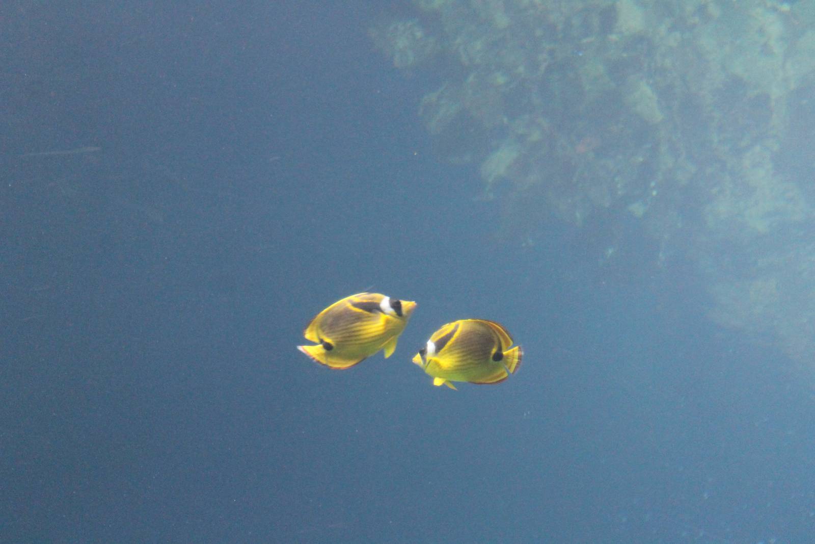Raccoon butterflyfishes
