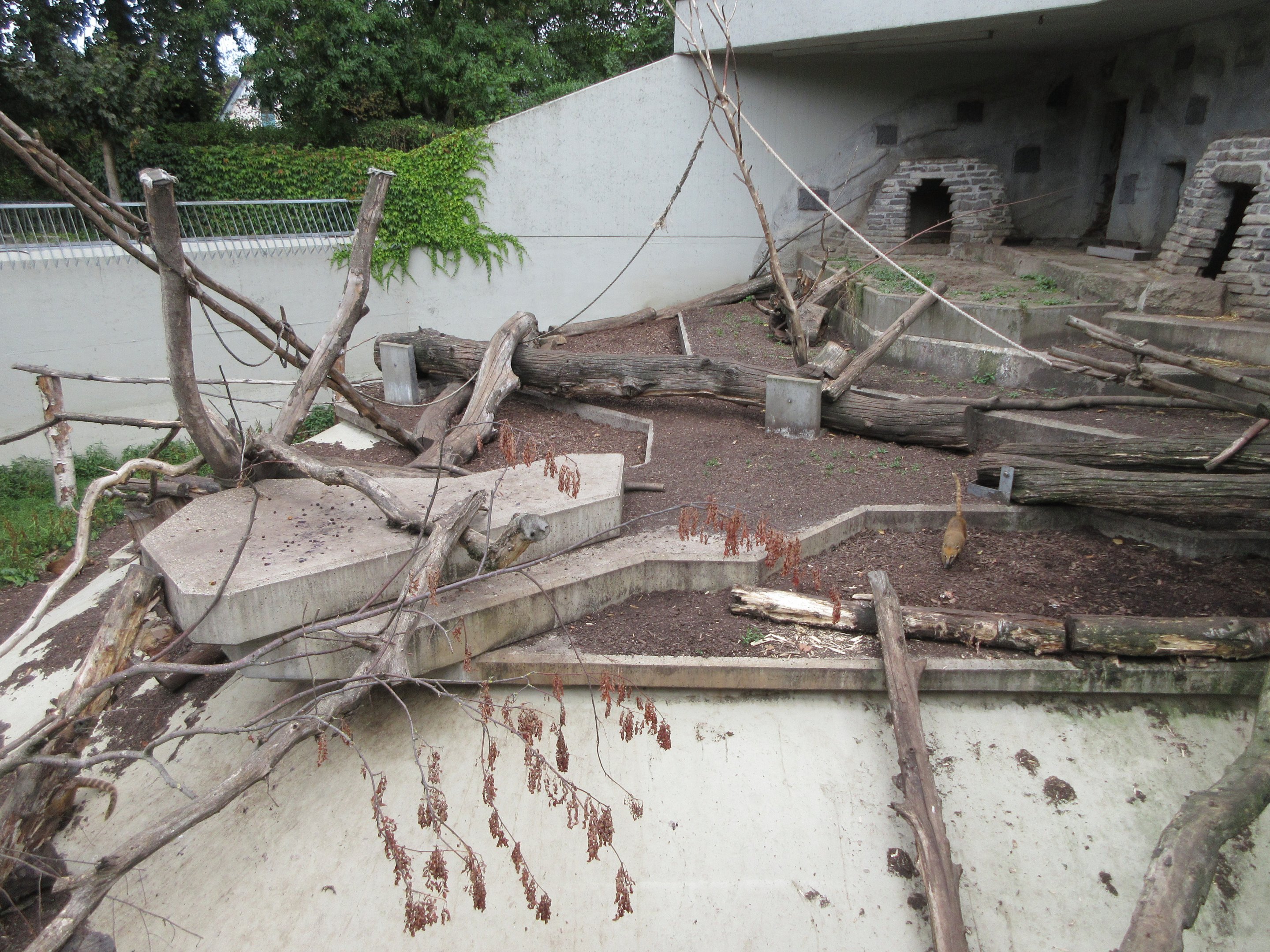Raccoon/Coati Exhibit