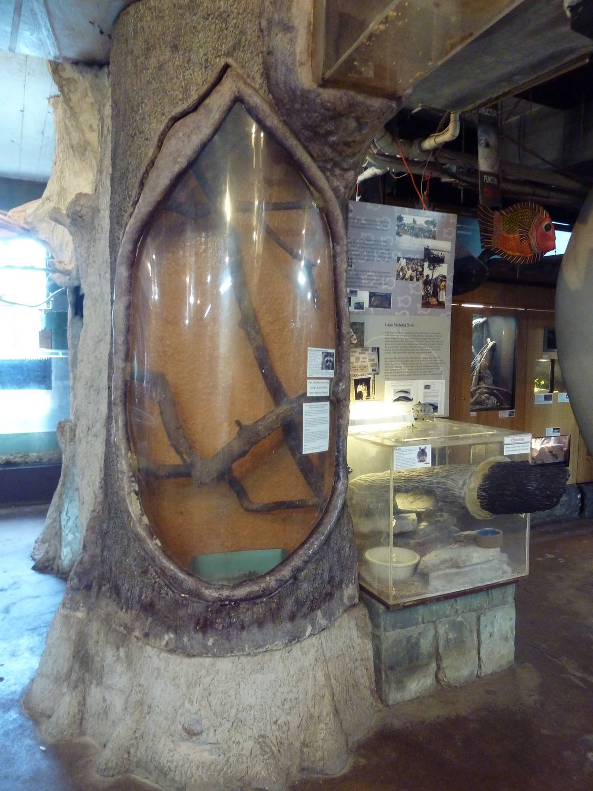 Raccoon (den) + Chinchilla Exhibits