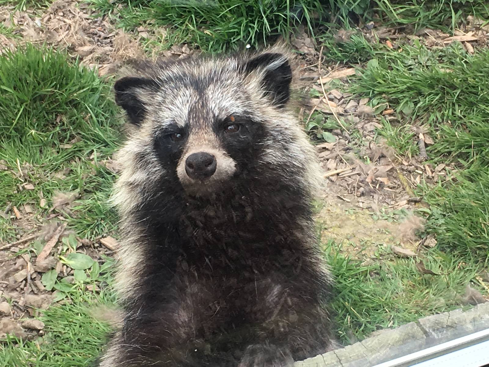 Raccoon Dog 010516