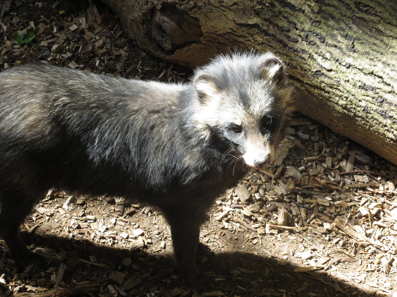 raccoon dog 020913