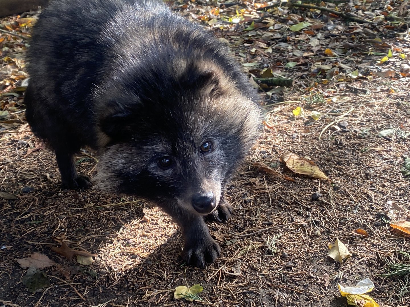 Raccoon dog 021125