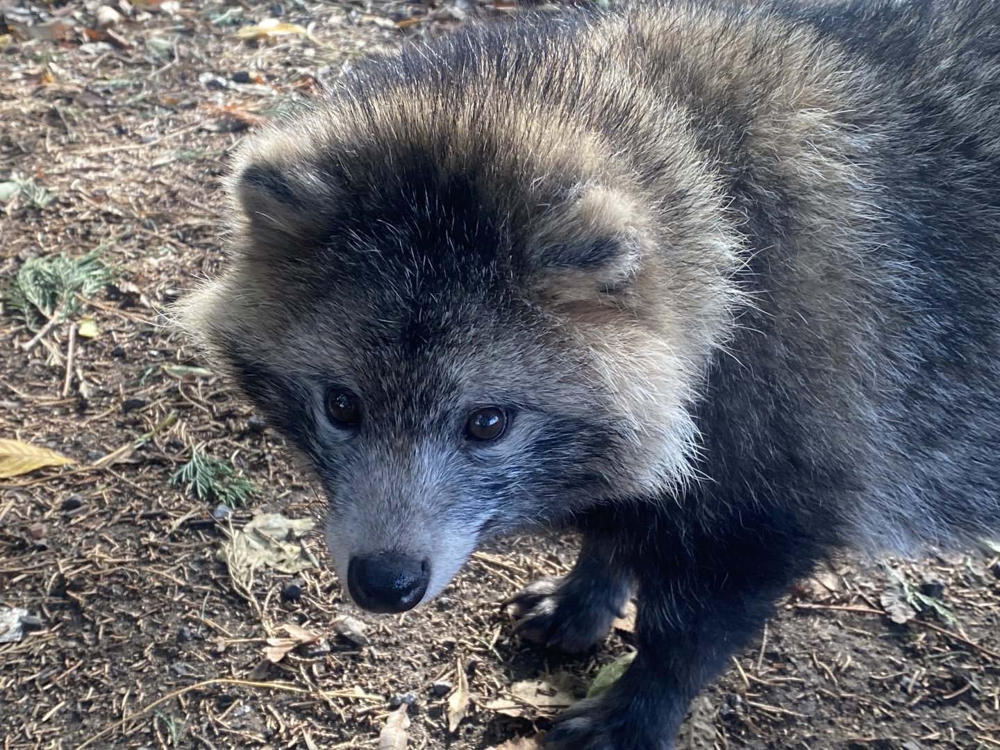 Raccoon dog 021125
