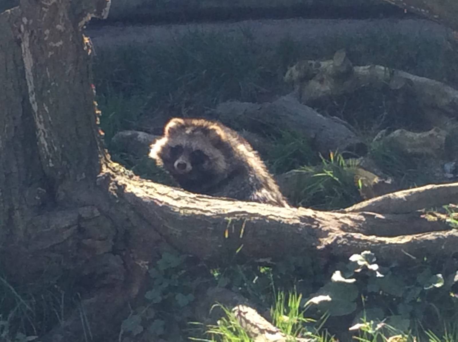 Raccoon Dog 090314