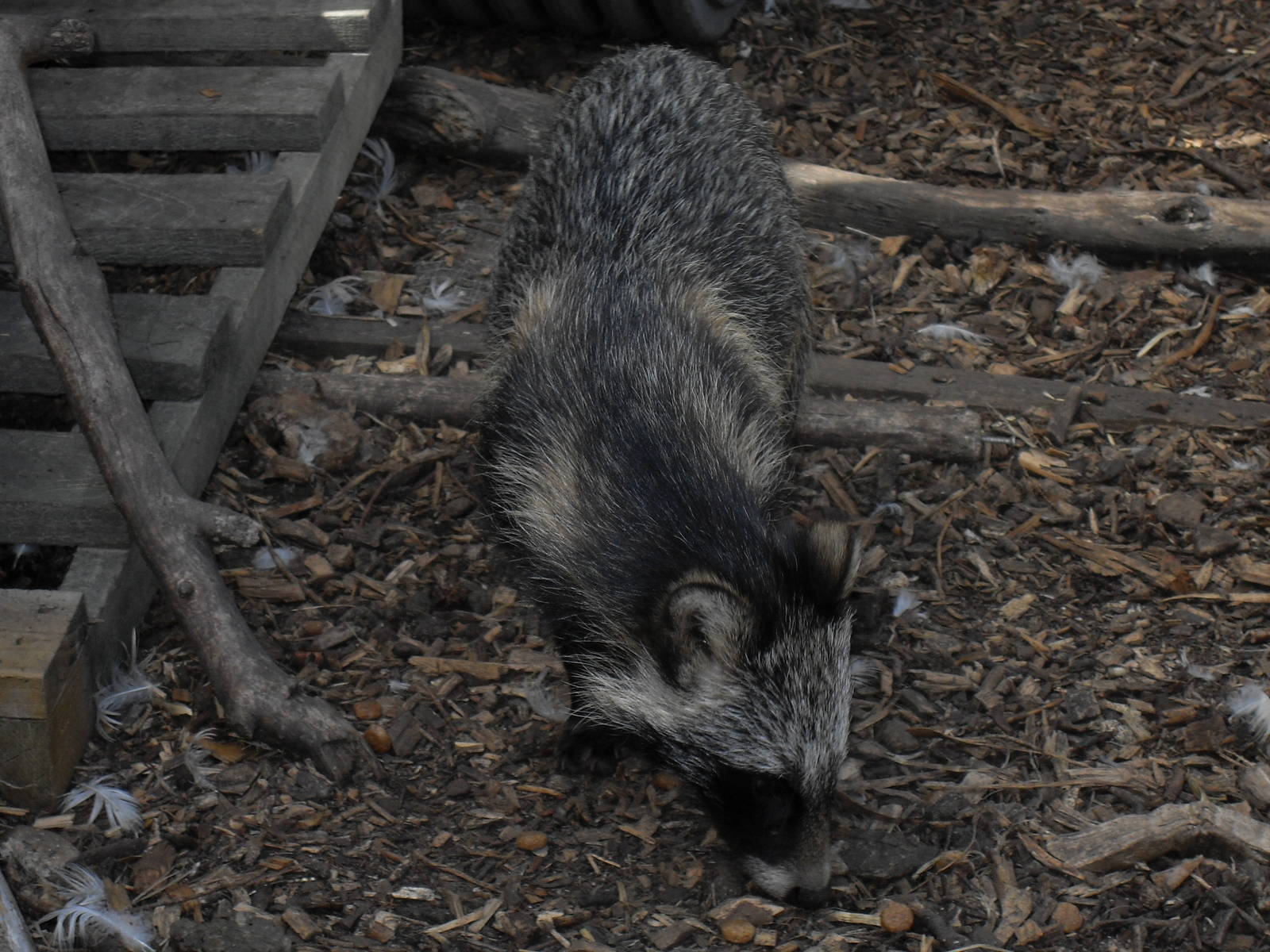 raccoon dog 1 07/10