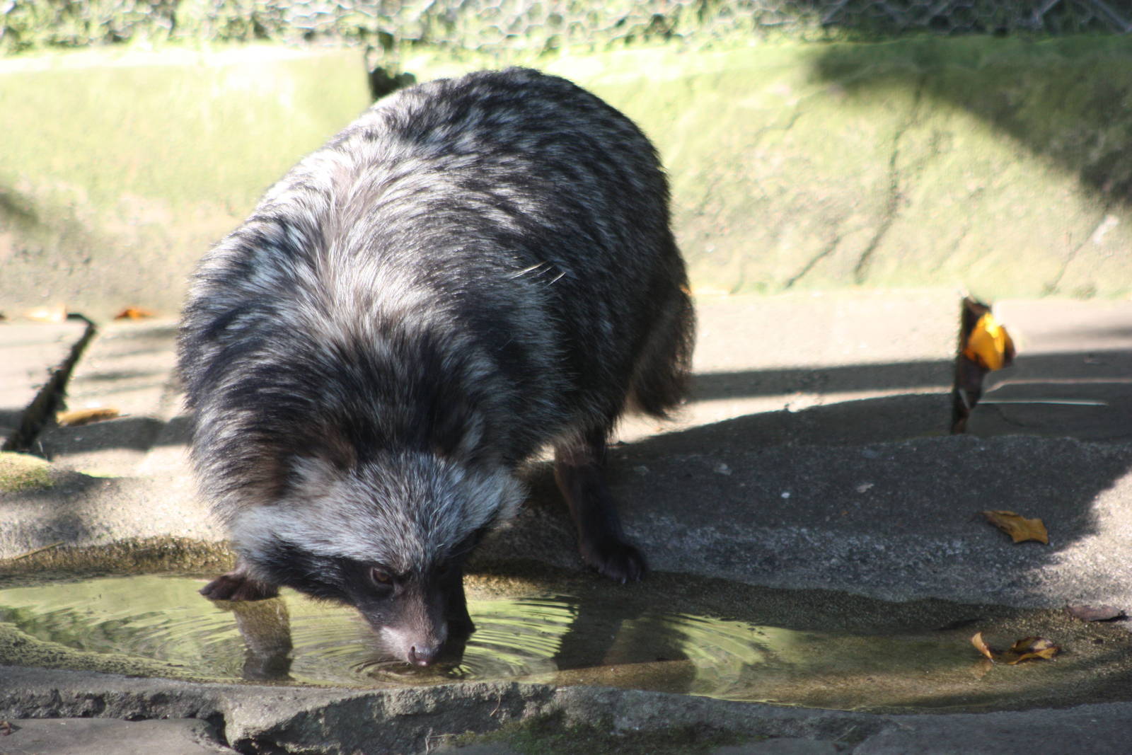 Raccoon Dog, 10th September 2014