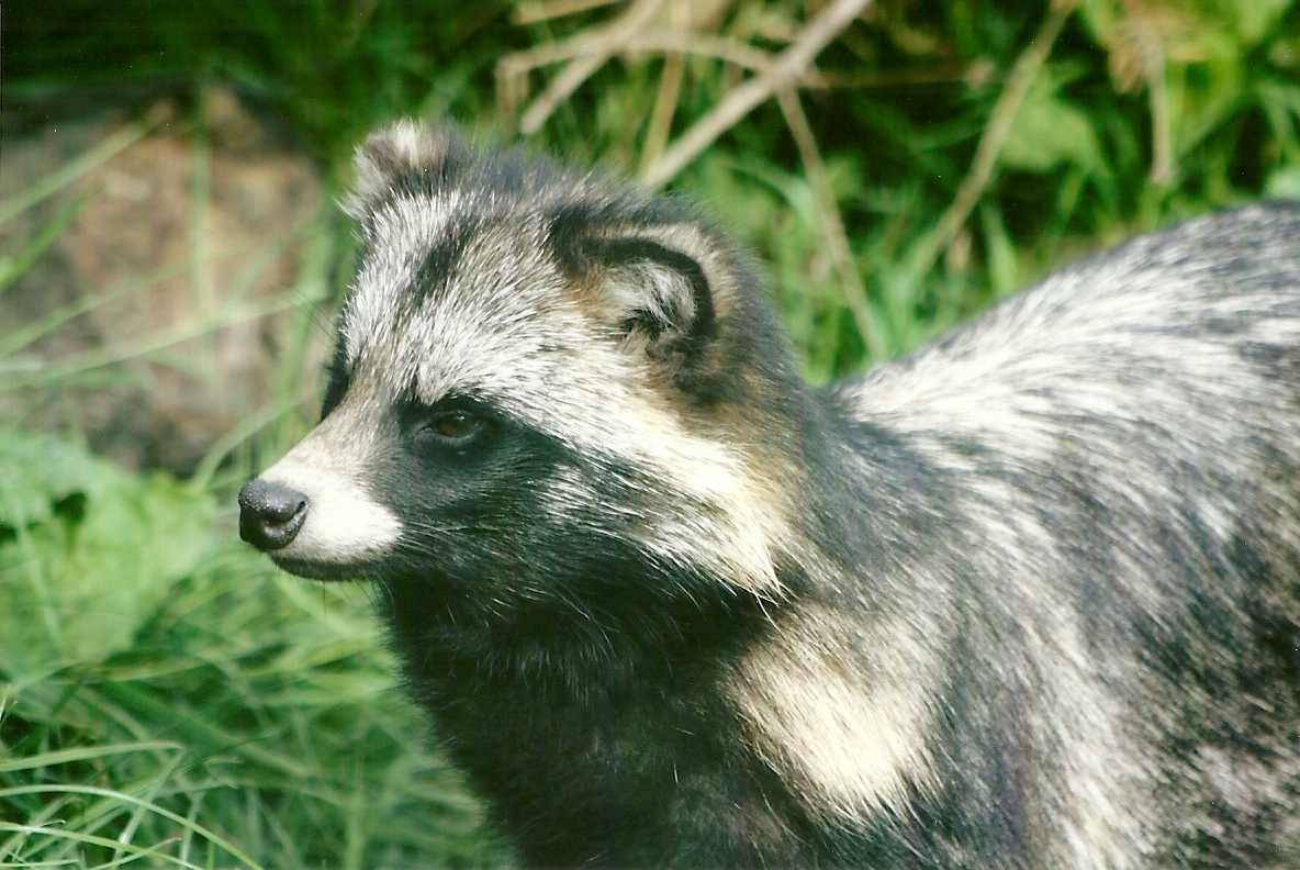 Raccoon Dog 11th September 2012