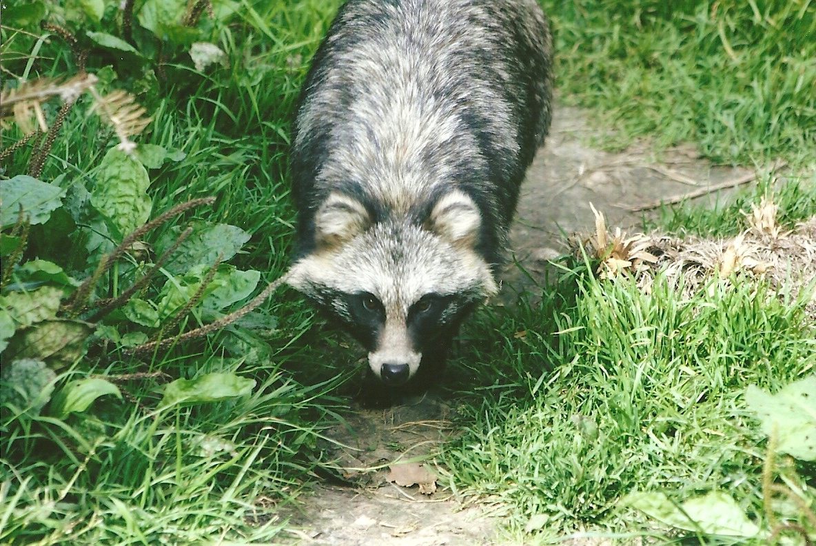 Raccoon Dog 11th September 2012