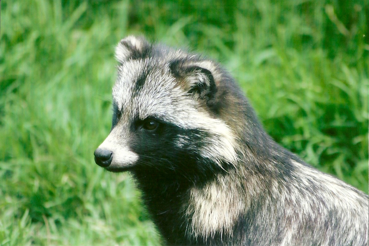 Raccoon Dog 11th September 2012