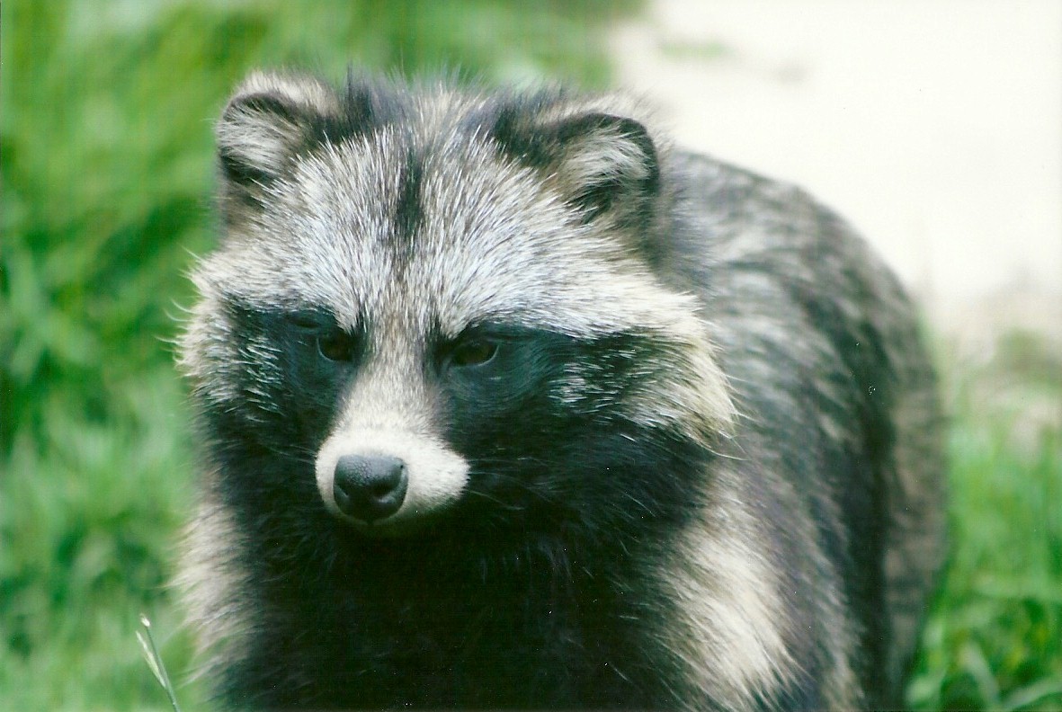 Raccoon Dog 11th September 2012
