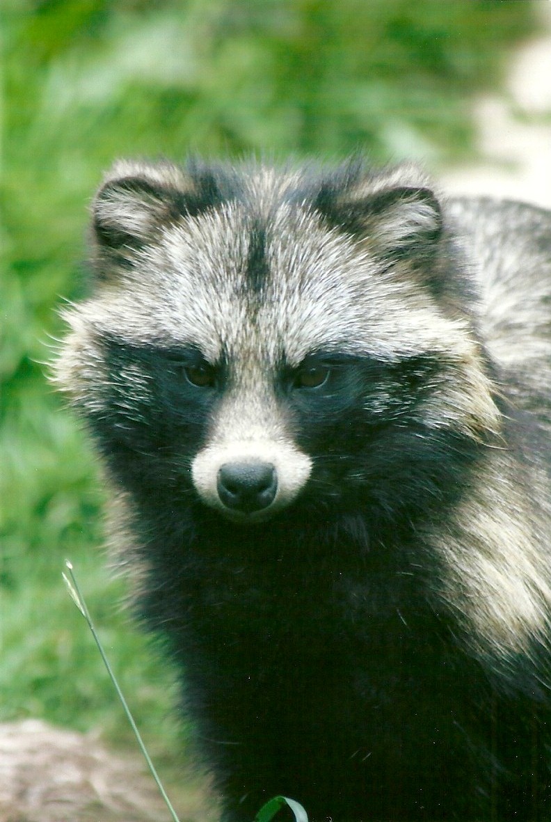 Raccoon Dog 11th September 2012