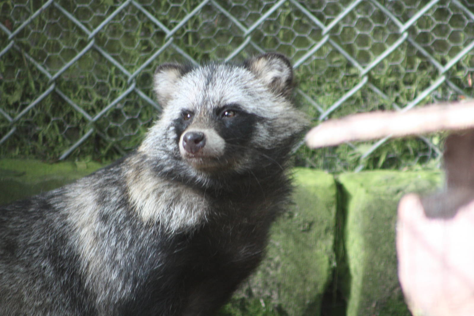 Raccoon Dog, 13th August 2014