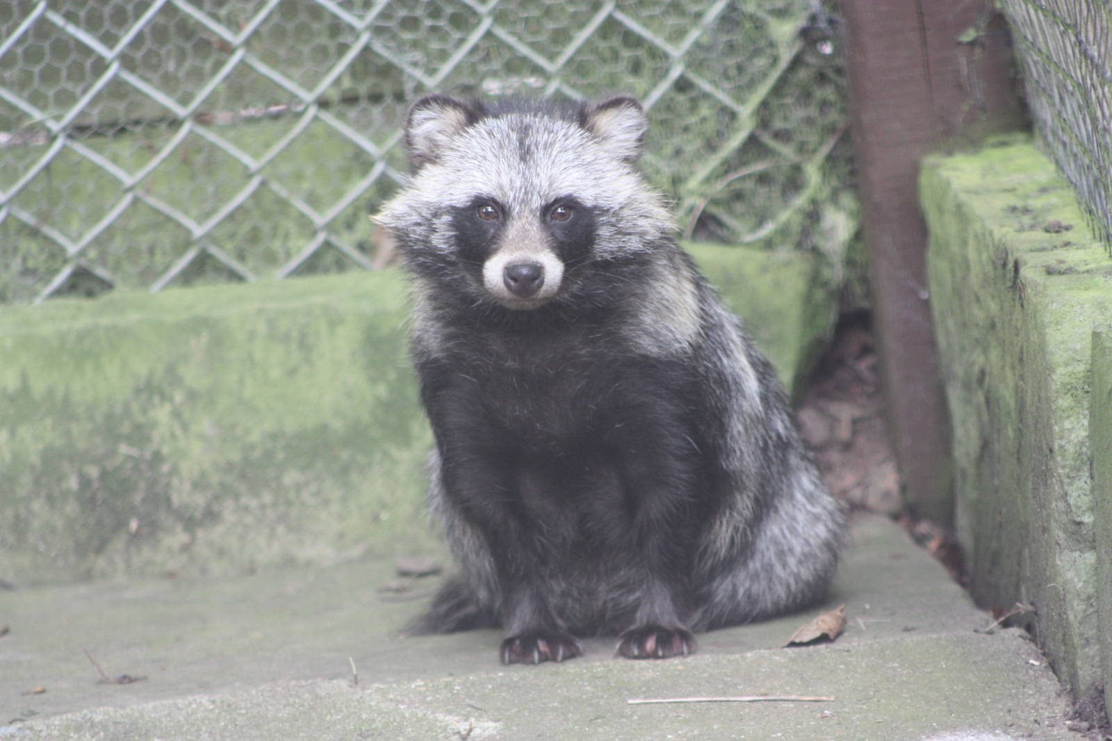 Raccoon Dog, 14th August 2014