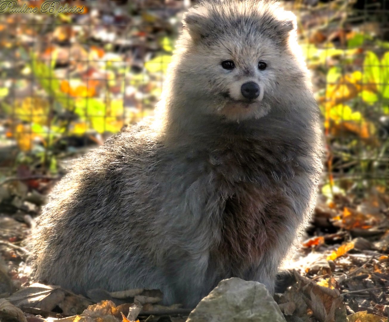 Raccoon Dog 16 November 2025