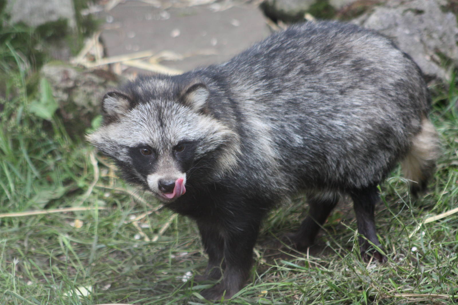 Raccoon Dog, 16th August 2014
