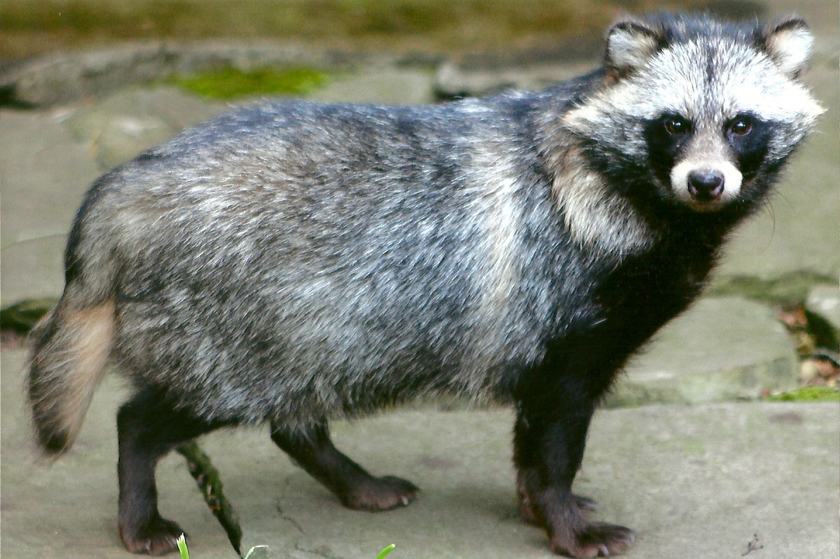 Raccoon Dog, 16th August 2014