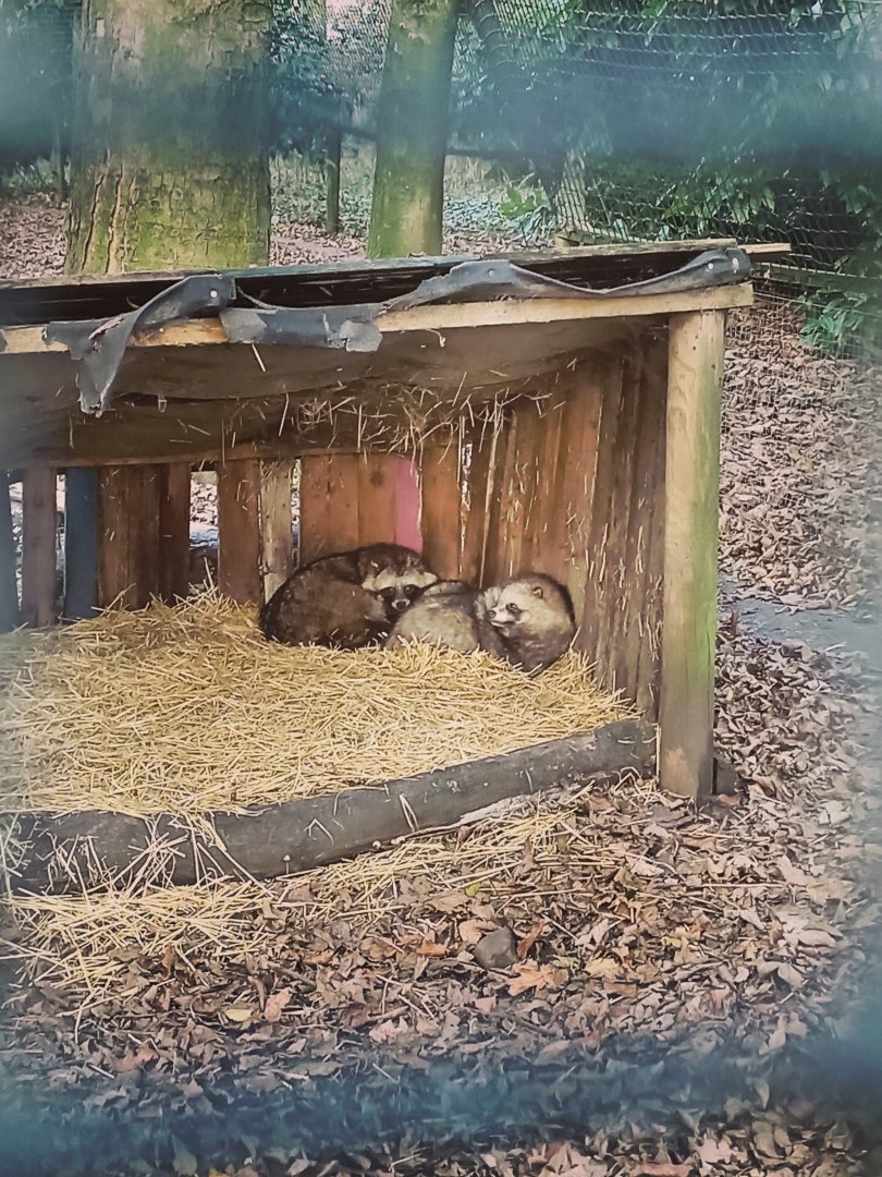 Raccoon Dog 17/12/23