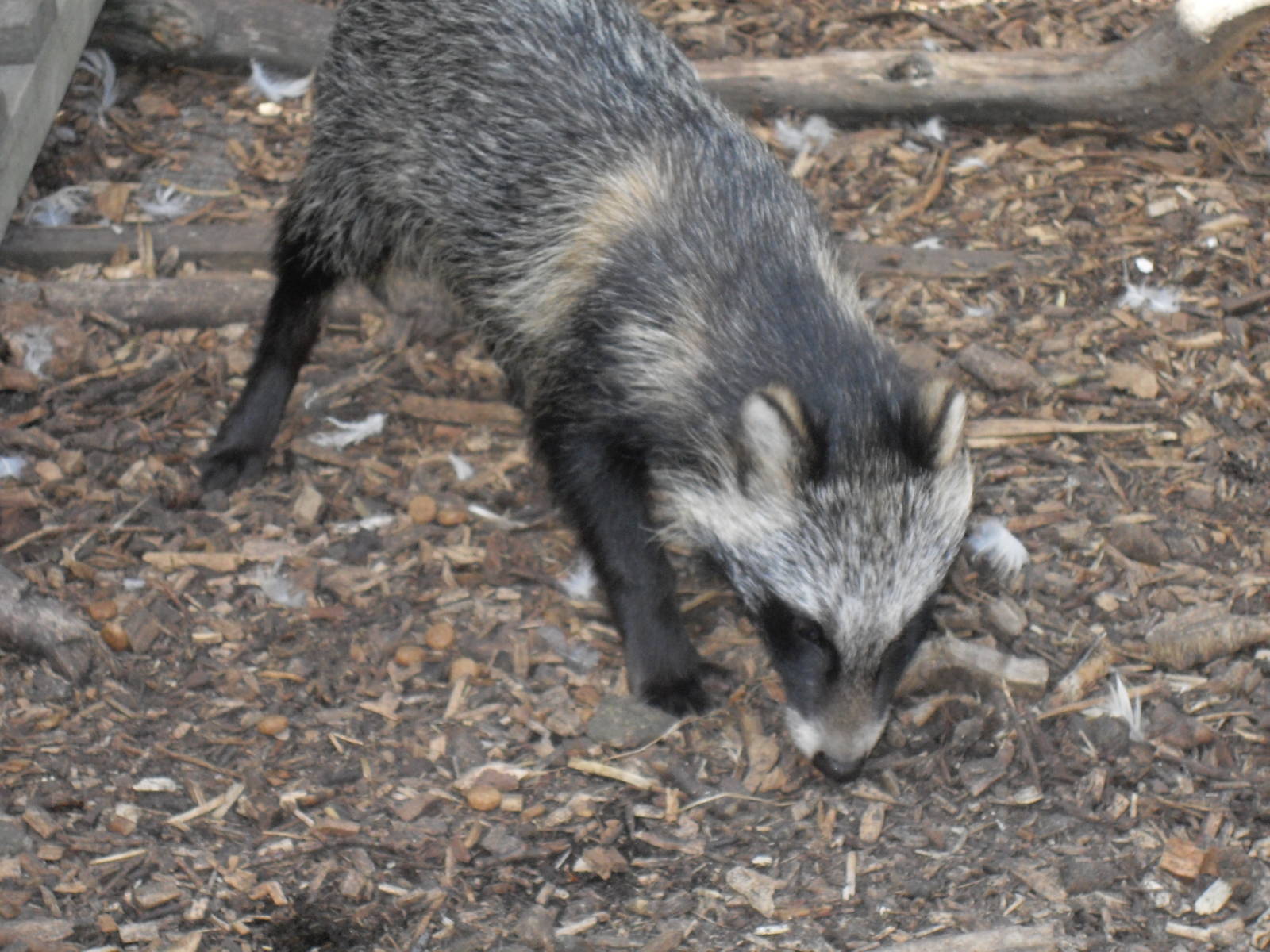 raccoon dog 2 07/10