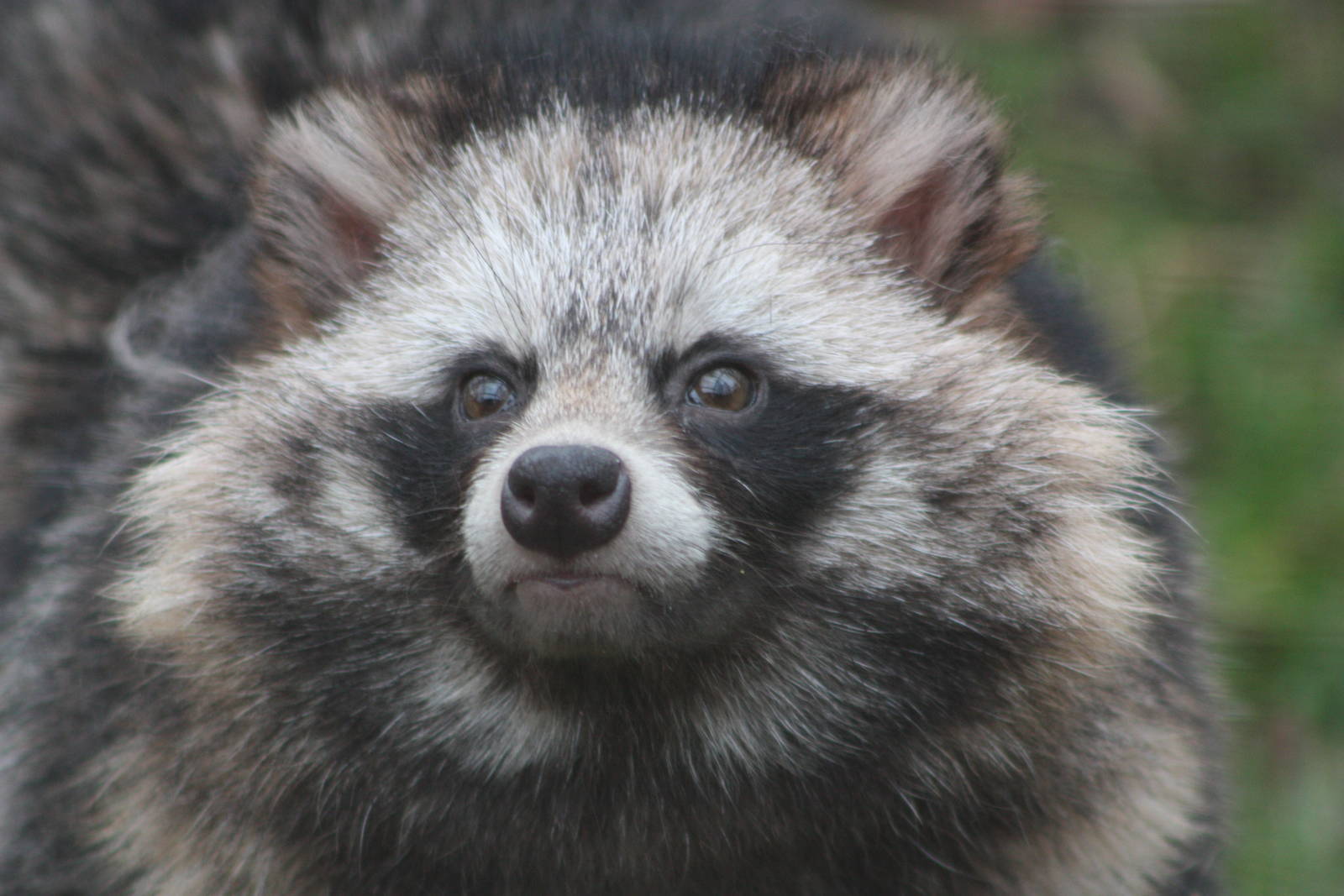 Raccoon Dog, 20th March 2016