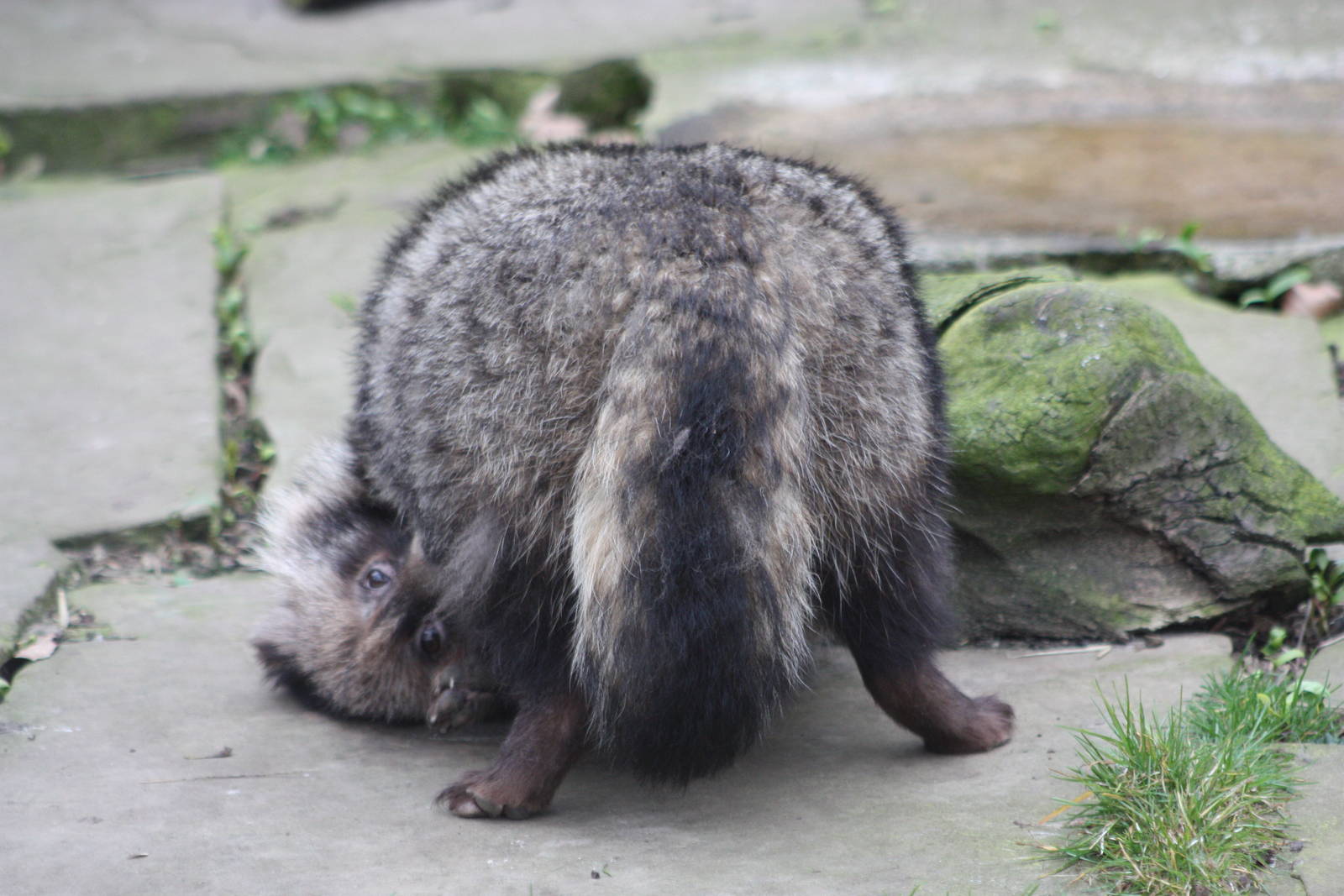 Raccoon Dog, 20th March 2016