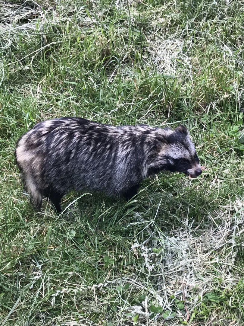 Raccoon dog 220619