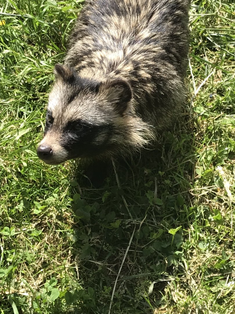 Raccoon dog 220619