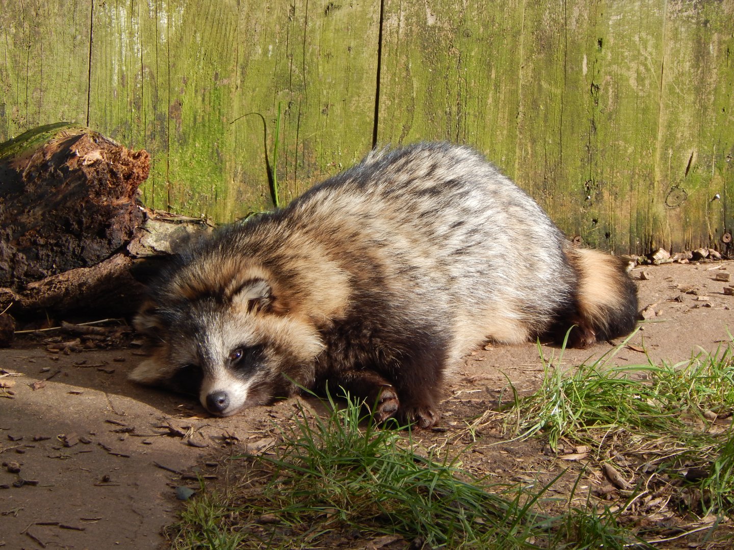 Raccoon dog 250222