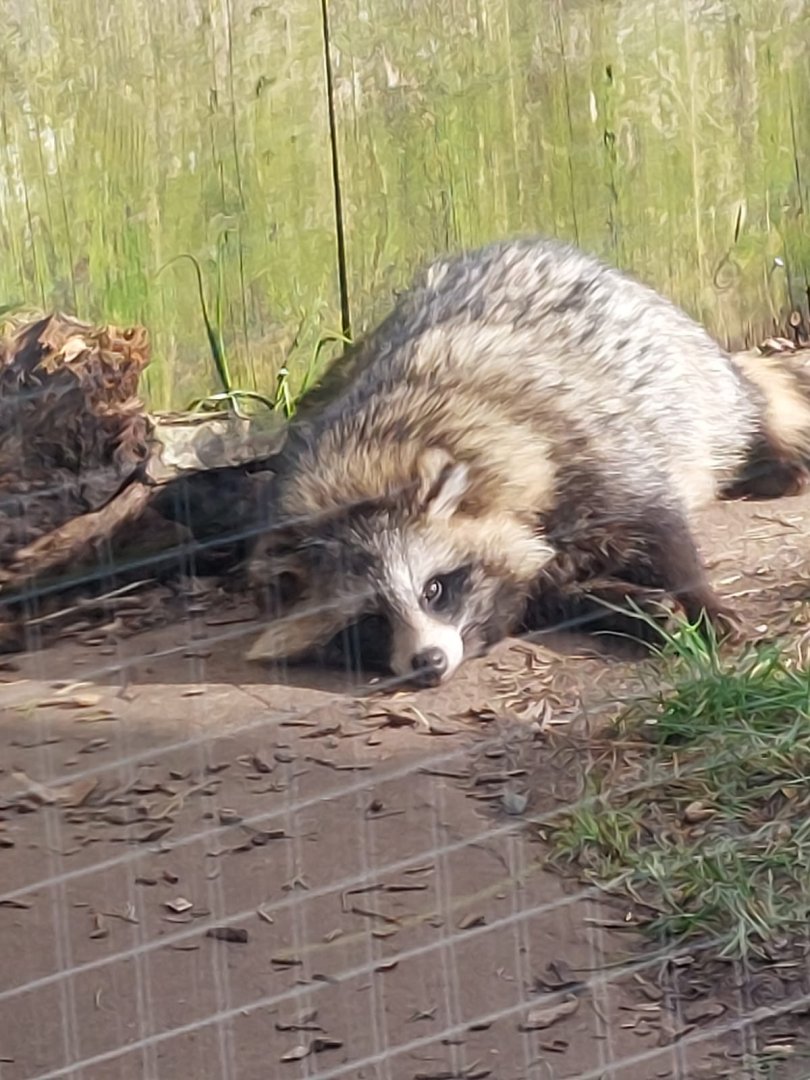 Raccoon dog 250222