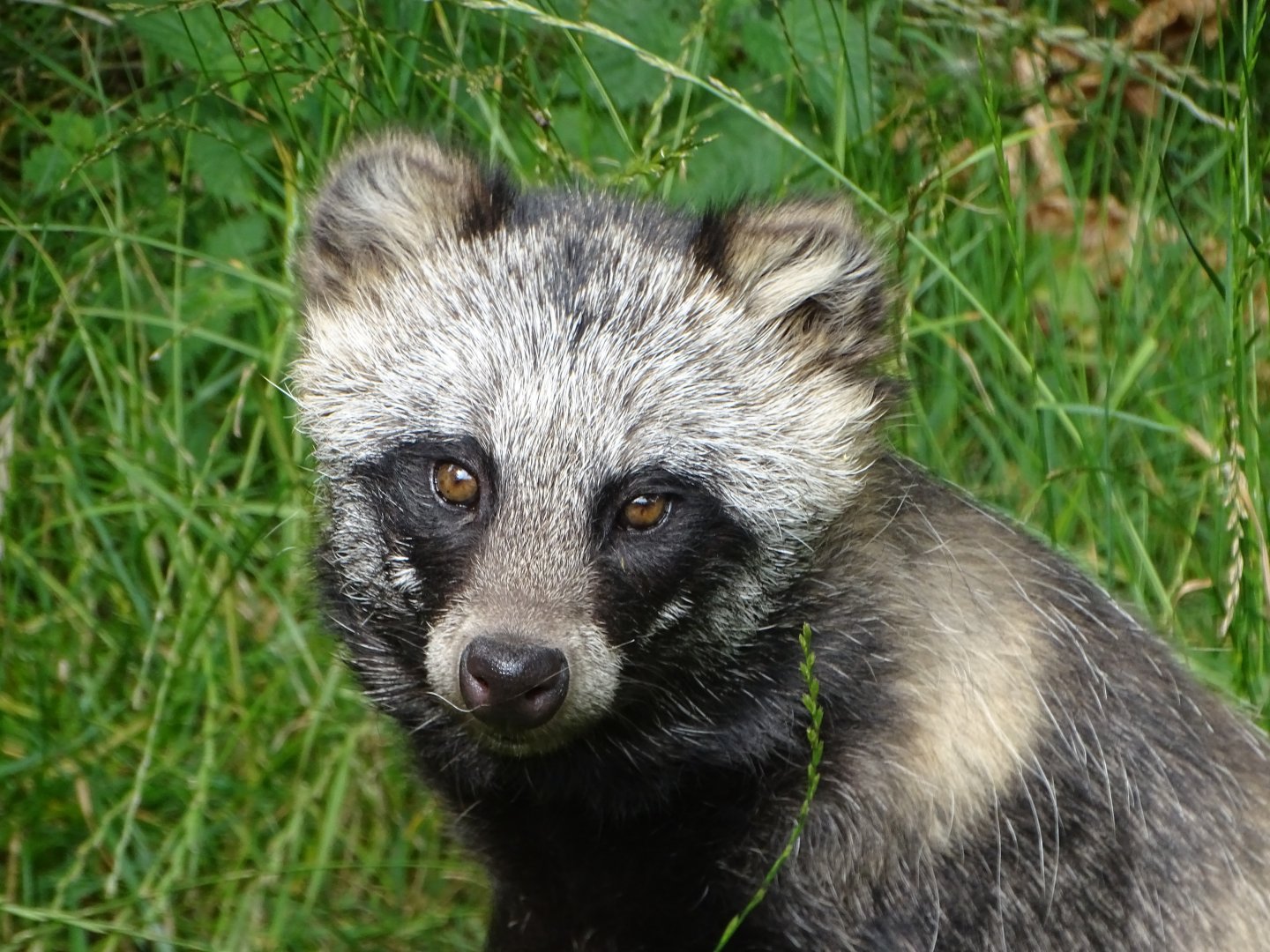 Raccoon Dog, 26th July 2025