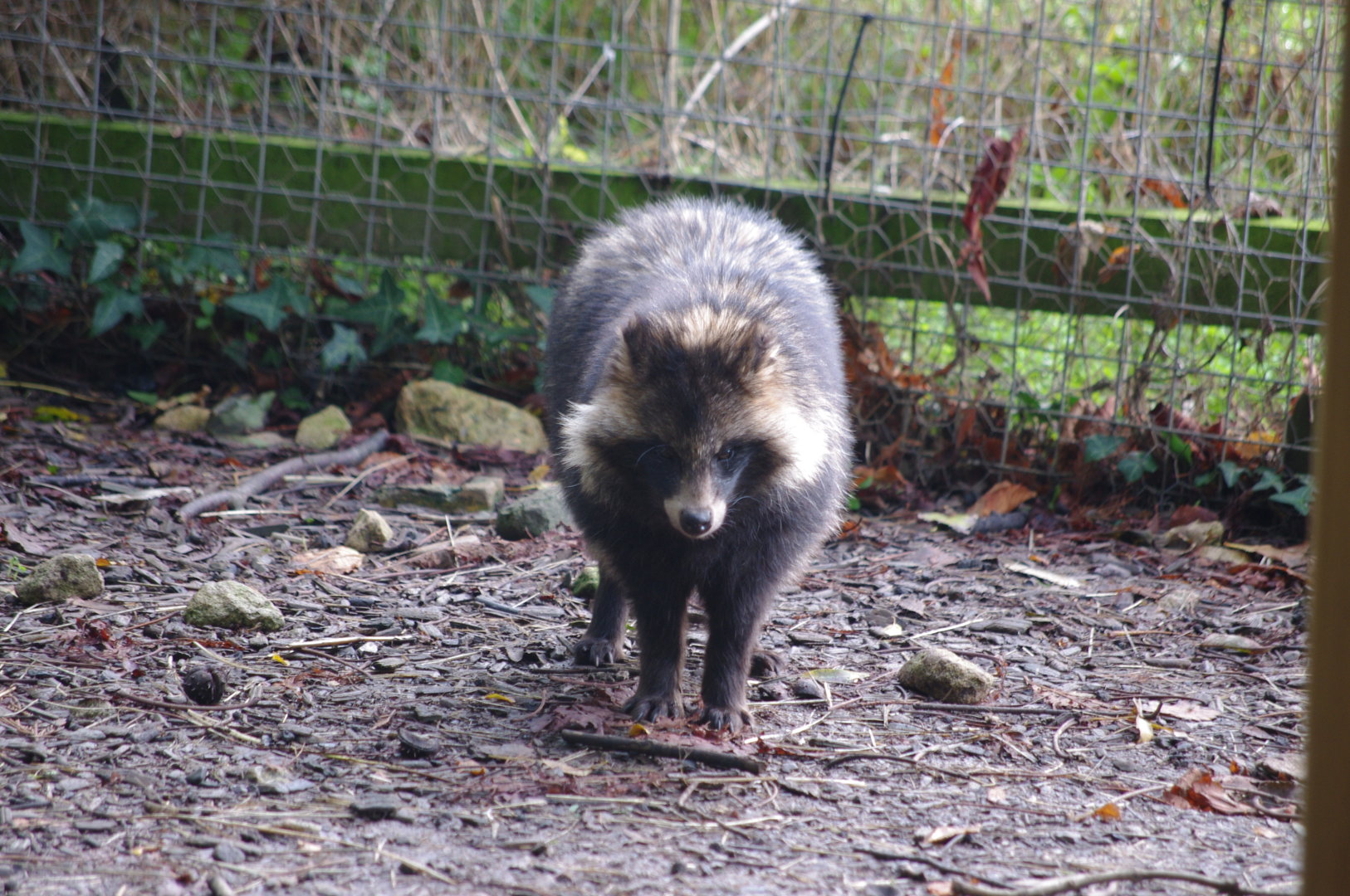 Raccoon Dog- 27/10/2023