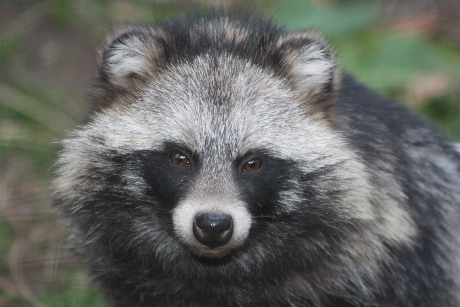 Raccoon Dog, 27th September 2014