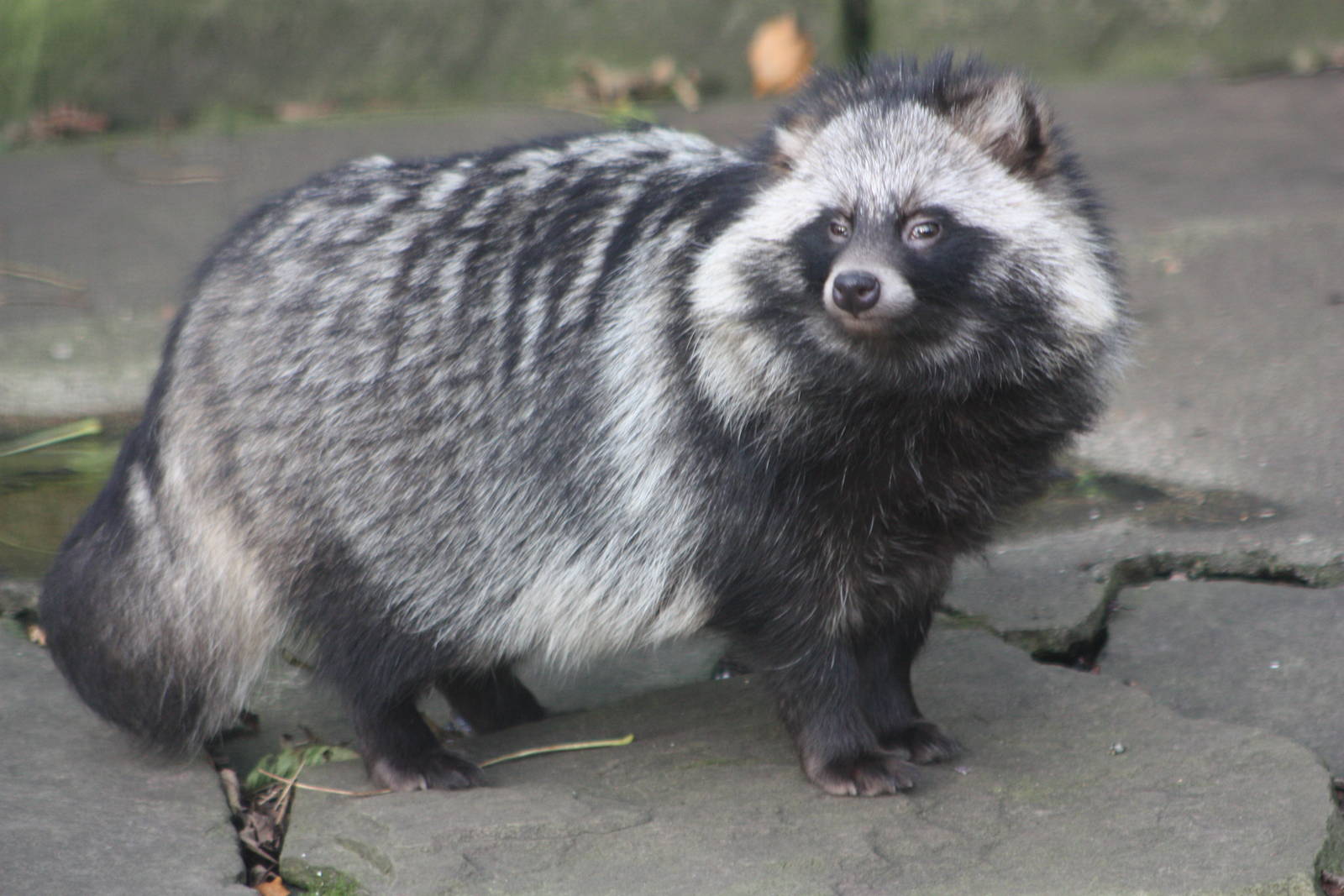 Raccoon Dog, 2nd November 2014