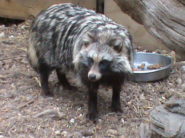 Raccoon dog 300411