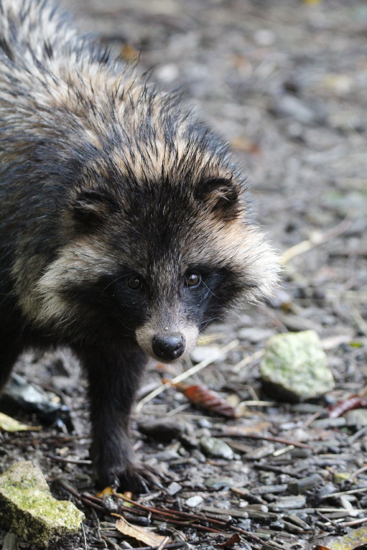 Raccoon Dog- 4th November 2023