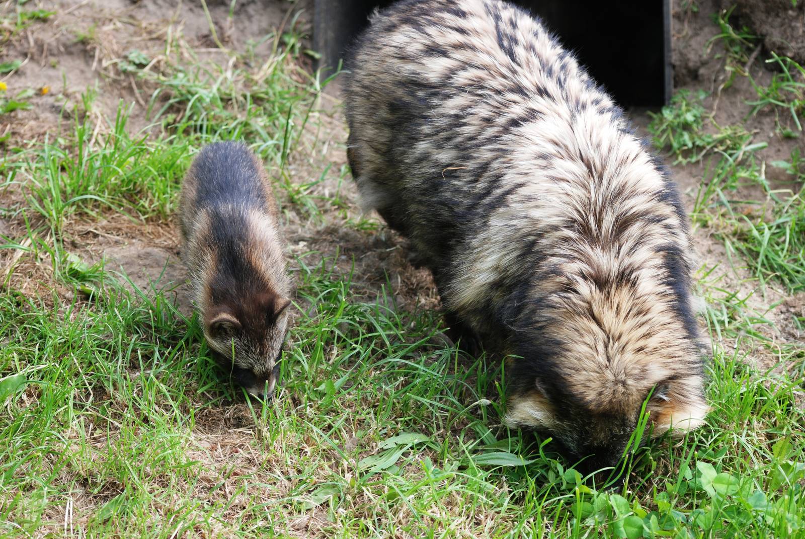 Raccoon Dog Adult and Young at Dierenrijk, 31/05/12