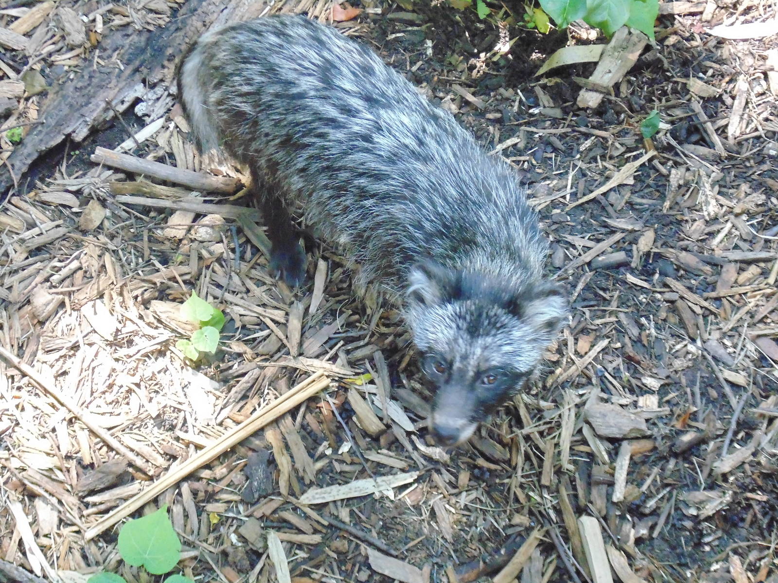 Raccoon Dog aka Tanuki