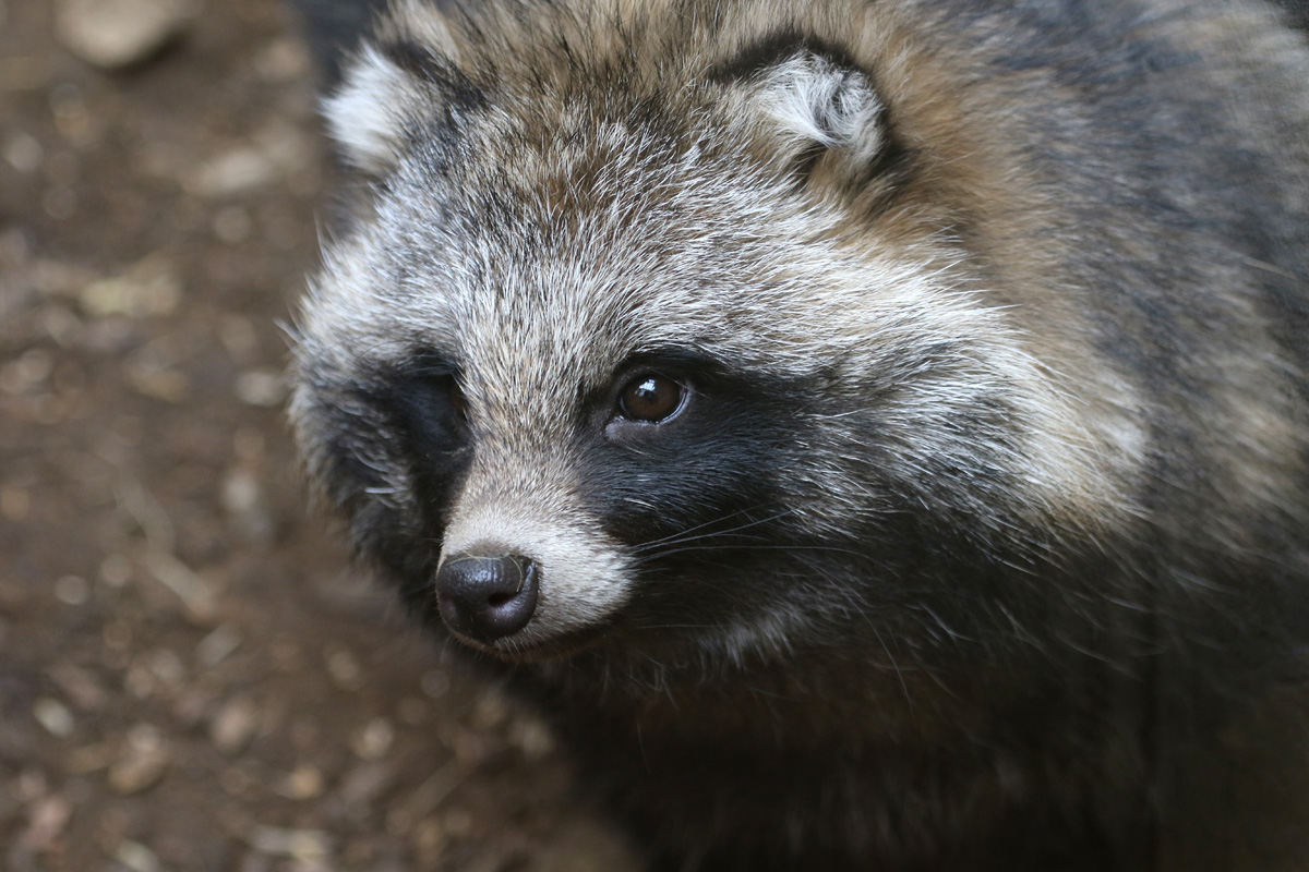 Raccoon Dog at Bugtopia the Zoo Rutland 16/3/2019