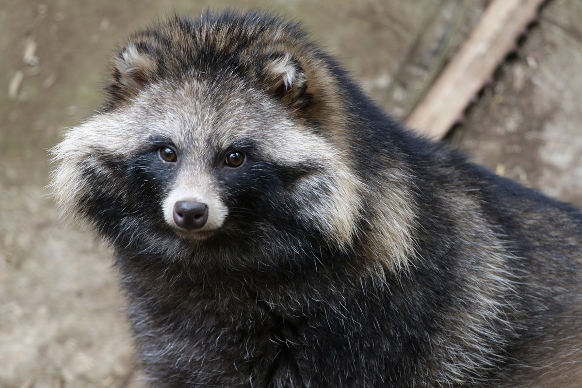 Raccoon Dog at Bugtopia the Zoo Rutland 16/3/2019