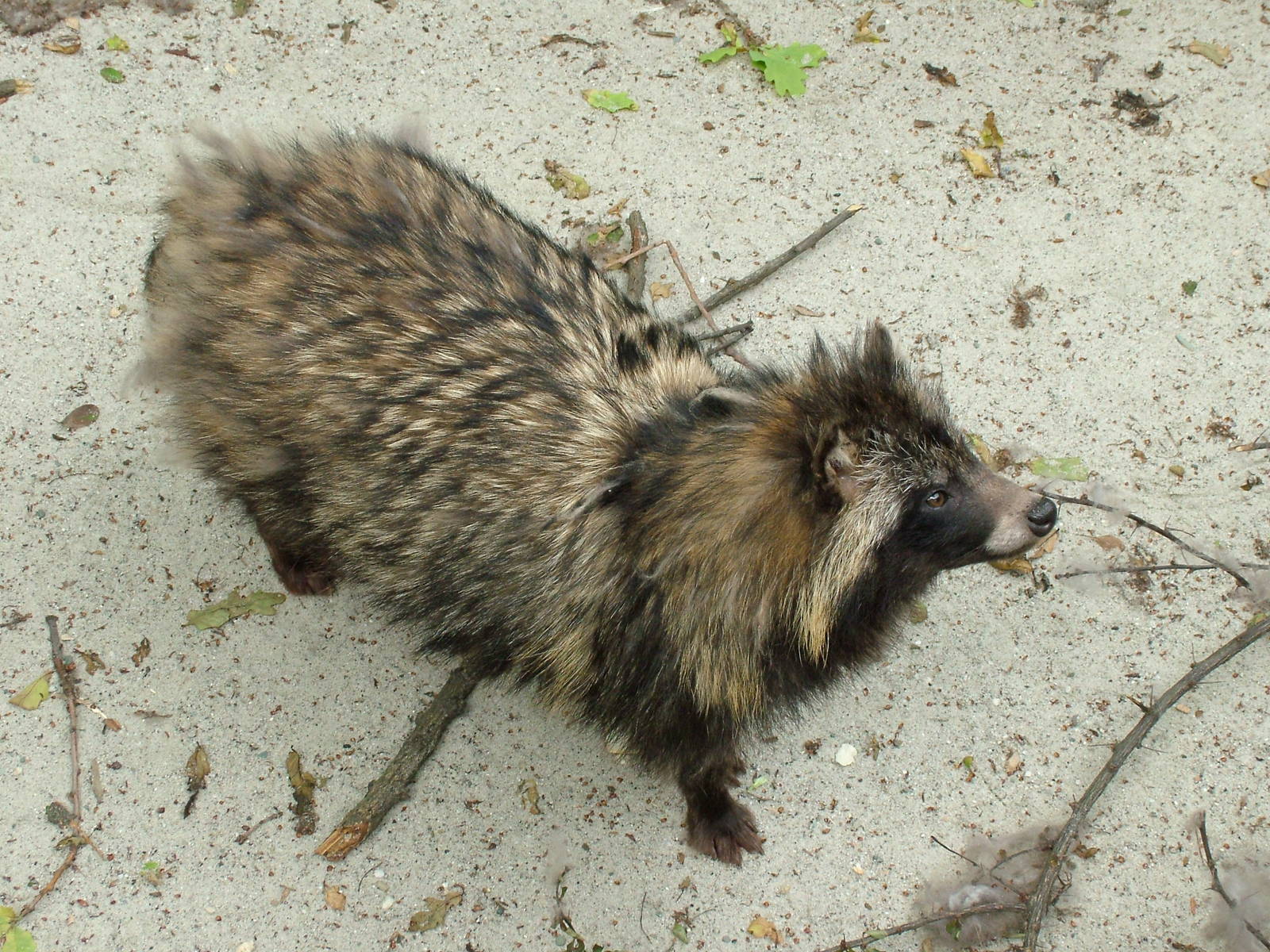 Raccoon Dog at Ostrava, 29/05/10