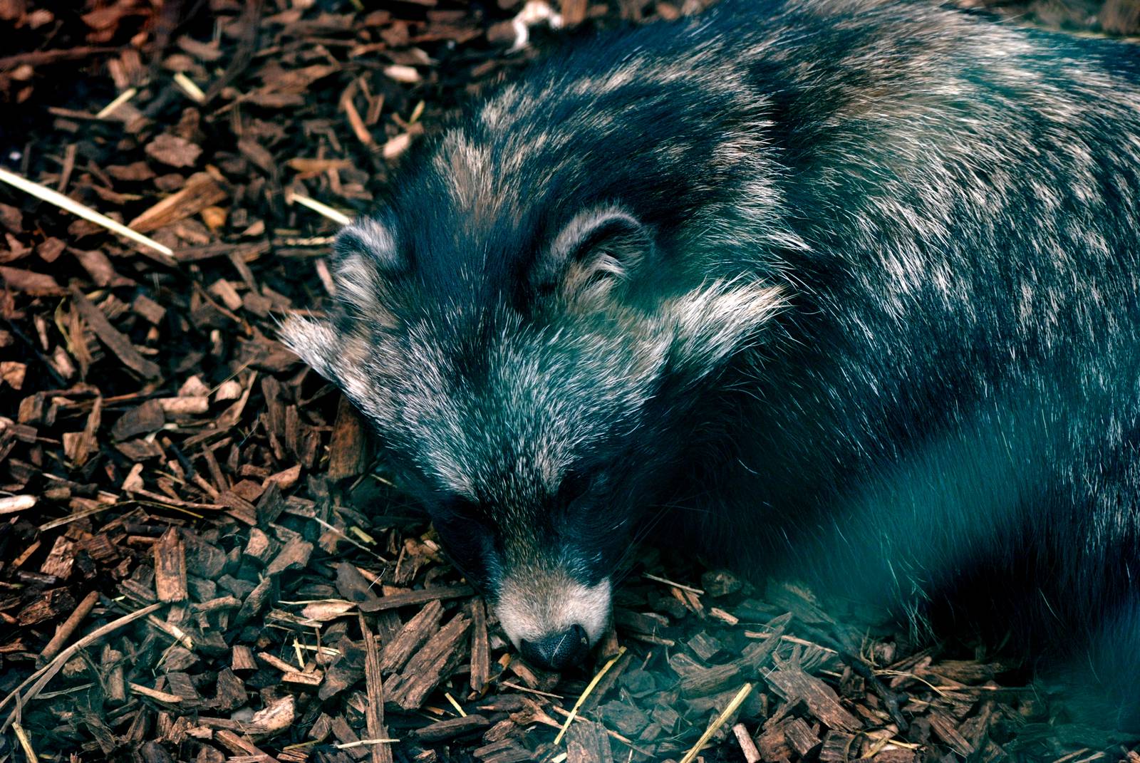 Raccoon Dog at Paradise WP, 01/09/13