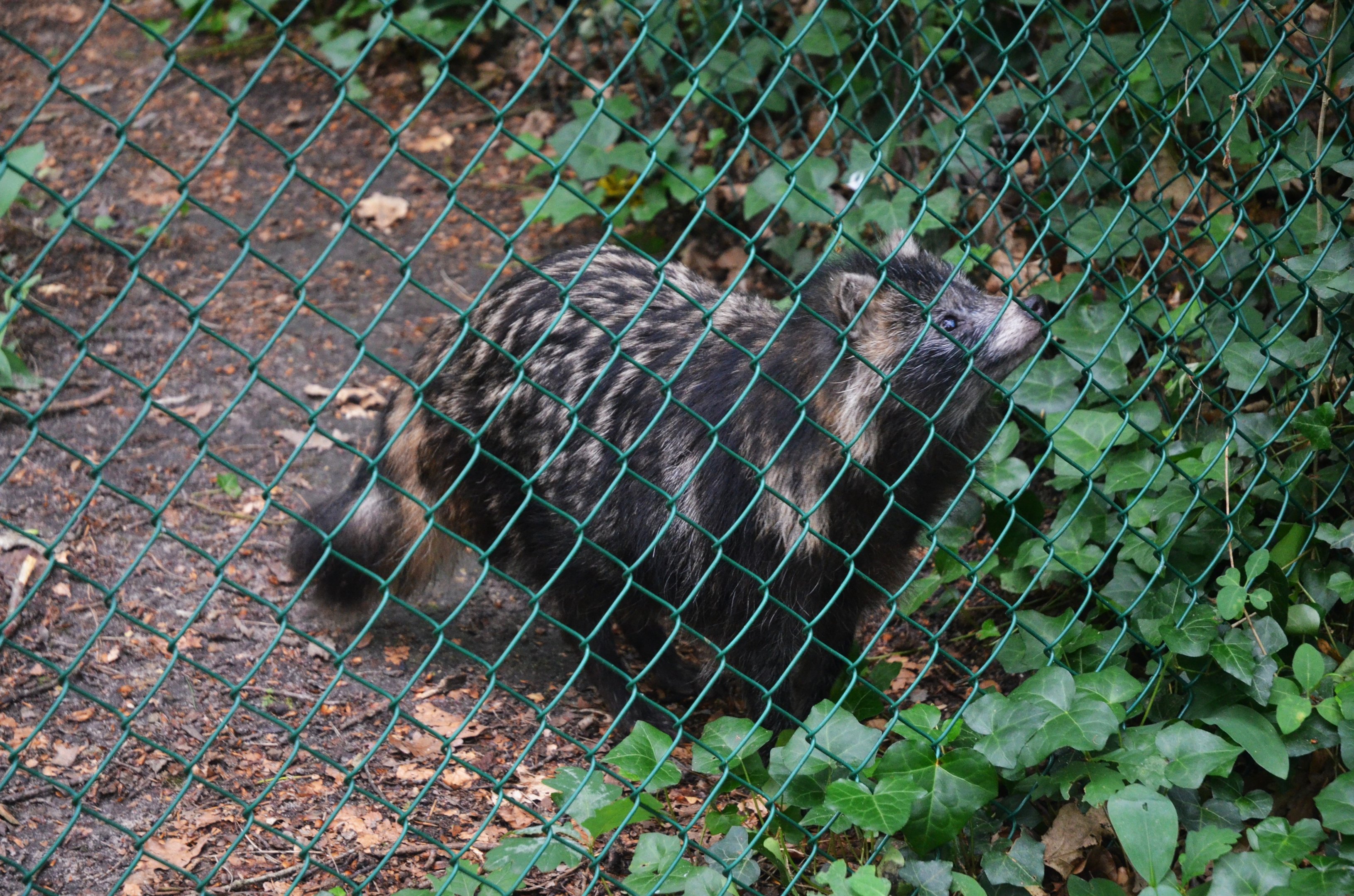 Raccoon Dog at Pescheray, 13/06/18