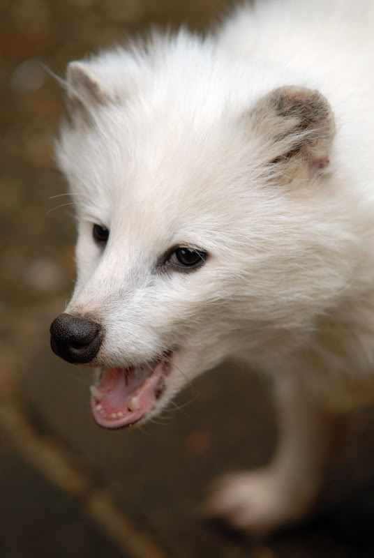 Raccoon dog at solingen
