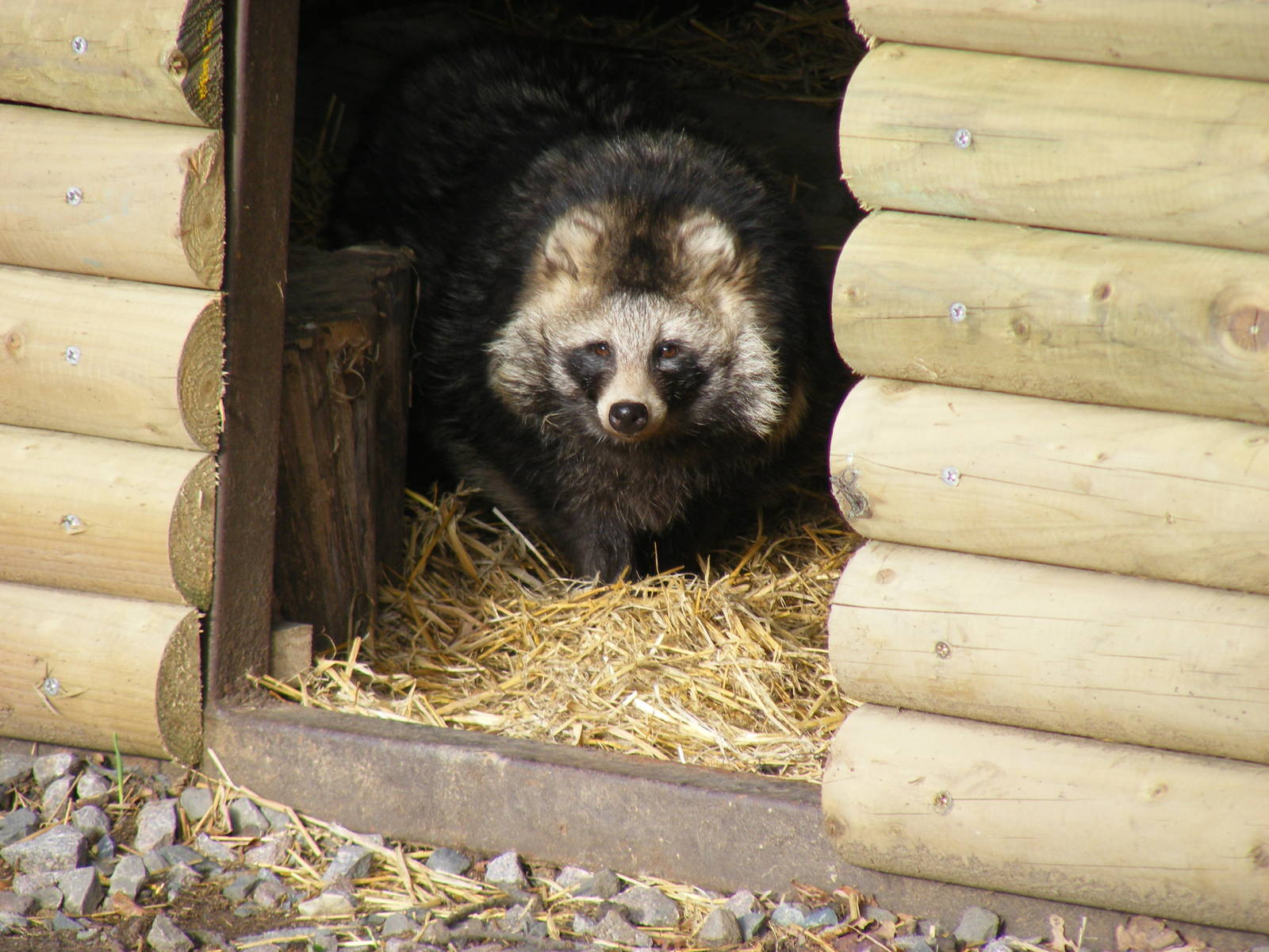 Raccoon dog at Yorkshire Wildlife Park, 12 November 2010
