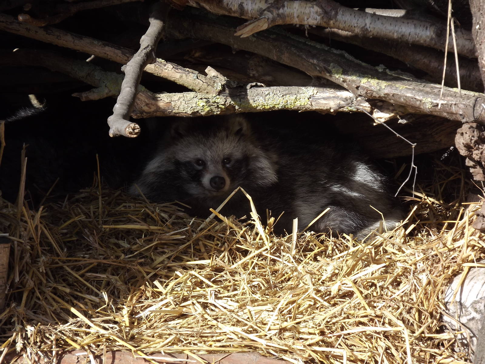 Raccoon Dog at Yorkshire Wildlife Park 18/02/12