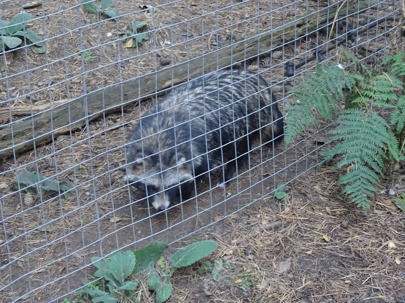 Raccoon Dog at Yorkshire Wildlife Park