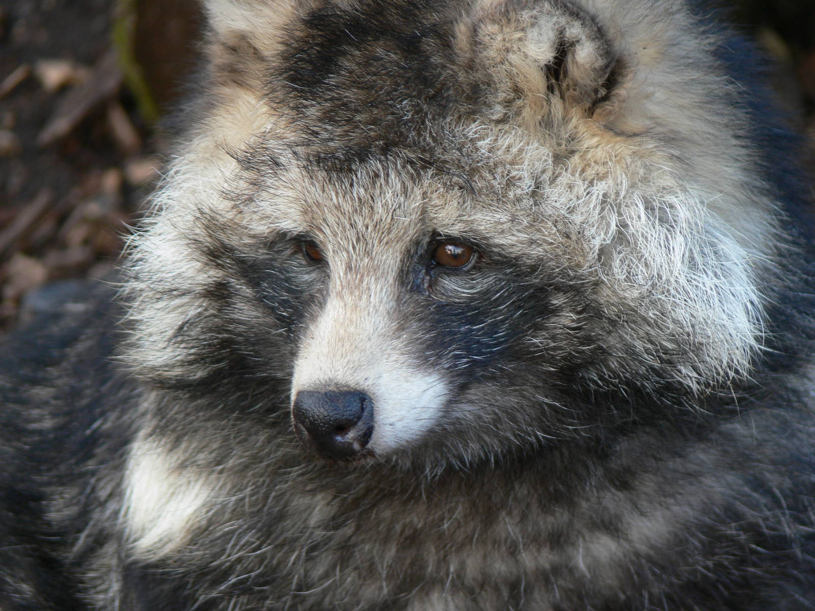 Raccoon Dog at Yorkshire WP 01/11/12