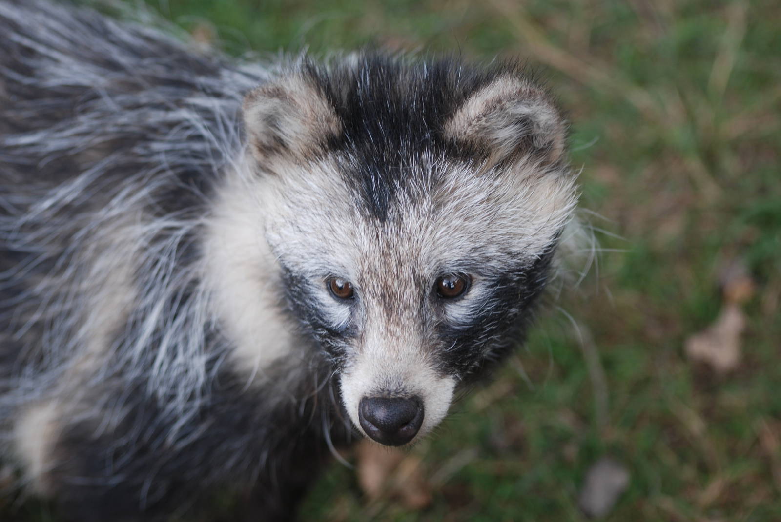 Raccoon Dog at Yorkshire WP, 07/08/11